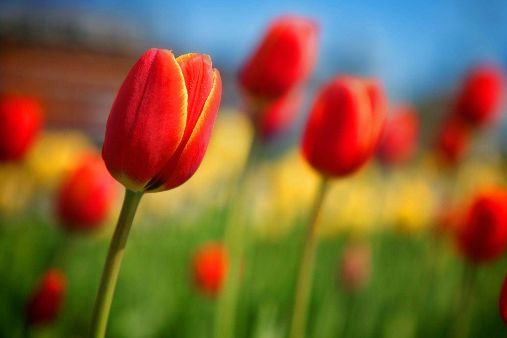 Red-tulips